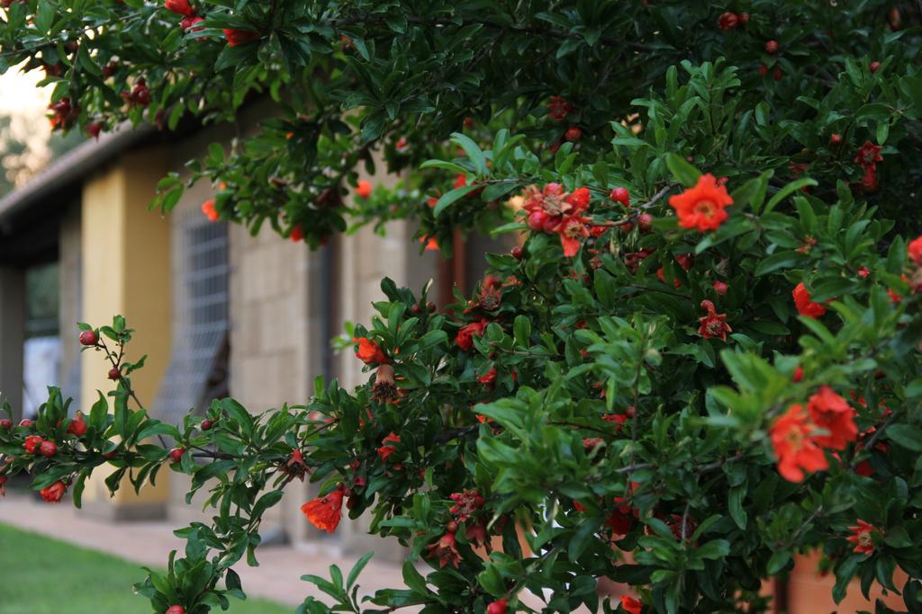 Al Vecchio Fontanile B&B ラディスポリ エクステリア 写真